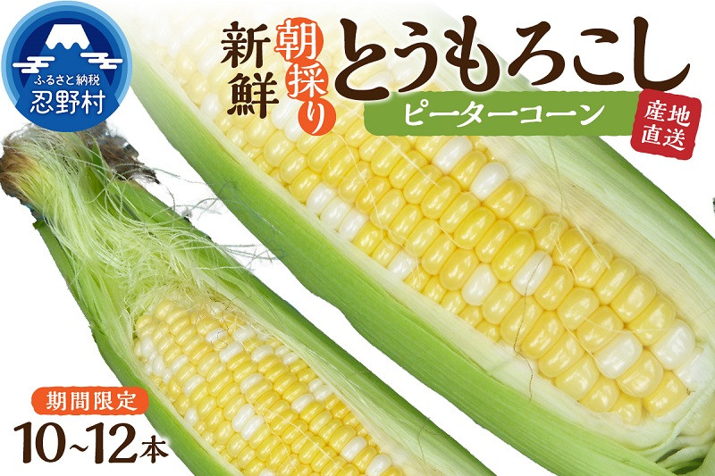 
≪2024年 先行予約≫富士北麓忍野村の気候、水、自然で作られた朝採りトウモロコシ（ピーターコーン）
※2024年8月上旬～9月下旬頃に順次発送予定
