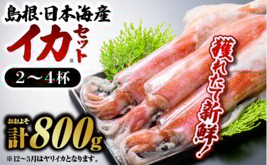 鮮魚セットE【イカ 2～4杯 約800g】｜送料無料 イカ いか 剣先イカ 白イカ 真イカ 島根 山陰 日本海産 魚介類 魚貝類 海産 海産物 おかず 下処理済 煮付け 刺身 さしみ 鮮魚 新鮮 せんぎょ 厳選｜【YM-5】