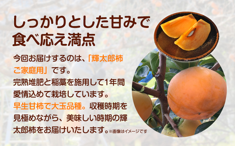 【先行予約】 ご家庭用 輝太郎柿 約3kg 岡崎ファーム《10月上旬-10月末頃出荷》鳥取県 八頭町 柿 かき カキ 輝太郎 果物 フルーツ