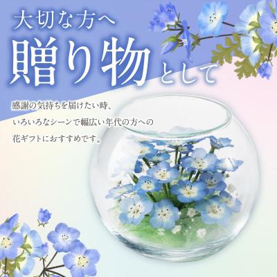 ふるさと納税 久留米市 ネモフィラとカスミ草のボトルフラワー(久留米絣敷物付き) |  | 01