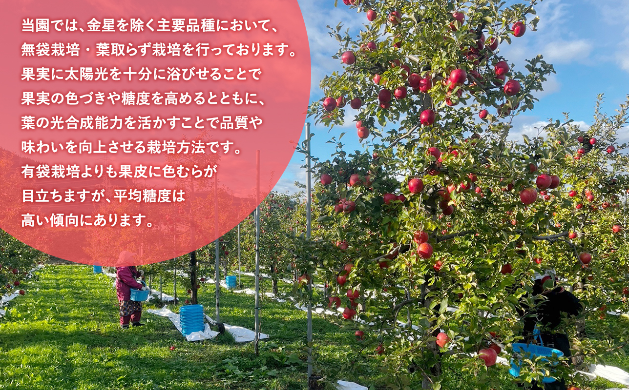 2025年産 3月発送　【訳あり】家庭用美丘3kg【青森県 平川市 そと川りんご園】３月発送 家庭用 りんご リンゴ 林檎 くだもの 果物 詰め合わせ 旬 フルーツ ３月  青森県産 青森 