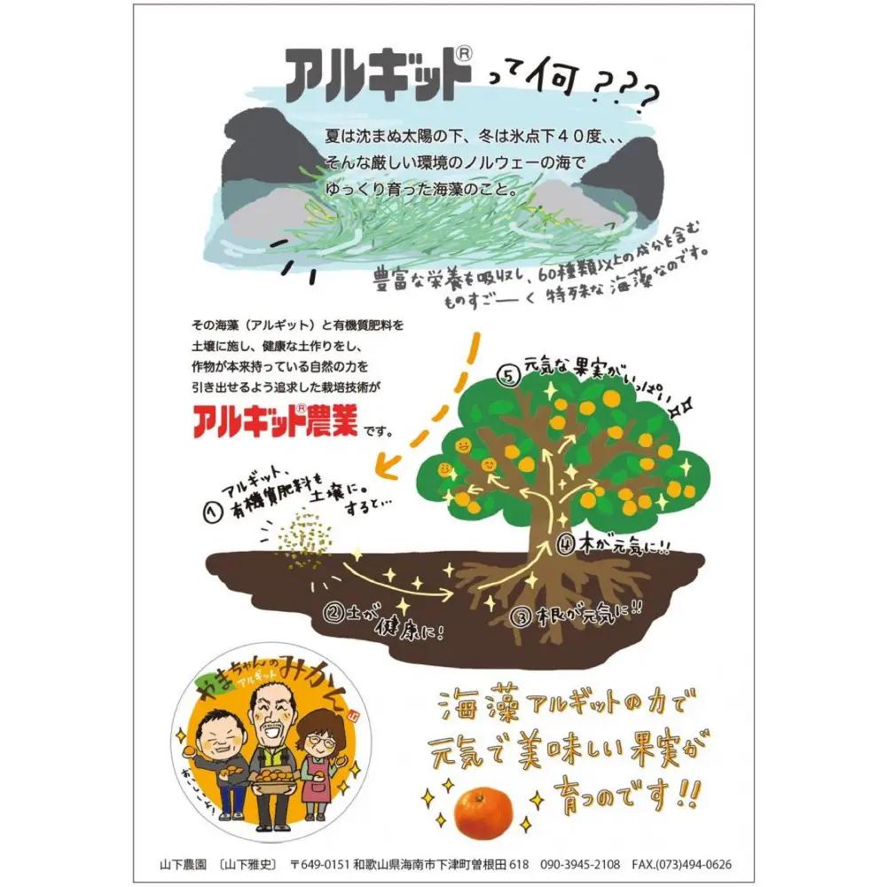 家庭用 国産 バレンシアオレンジ 約5kg M～LLサイズ 山下農園