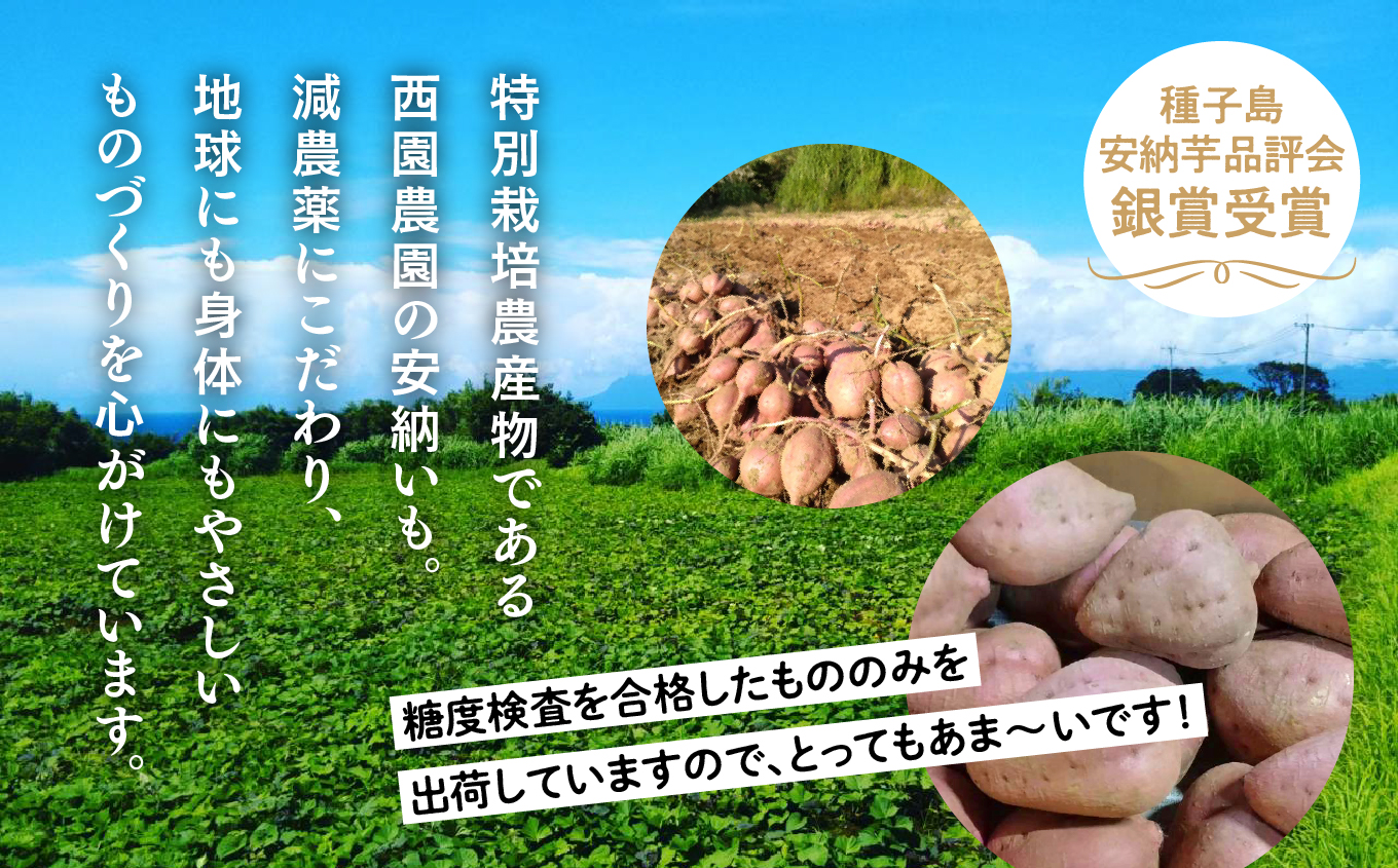 【先行予約】【定期便】 種子島 旬鮮セット 全２回 安納芋 ポンカン 人気 種子島産 返礼品 南種子町 鹿児島 かごしま 【のっちーよ種子島】