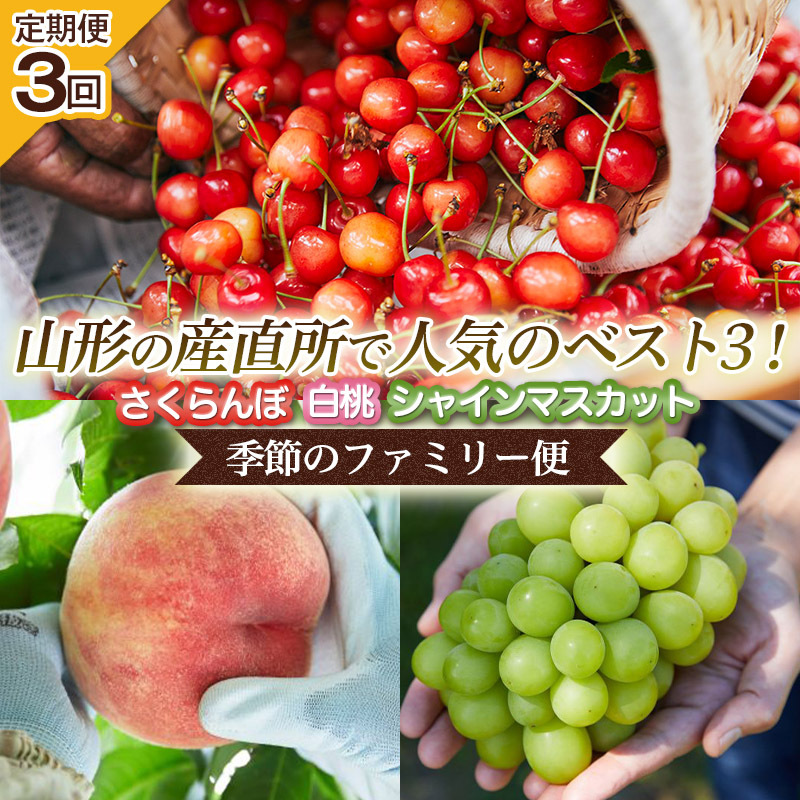 【定期便3回】山形の産直所で人気のベスト3！さくらんぼ・白桃・シャインマスカット【季節のファミリー便】 FY25-223