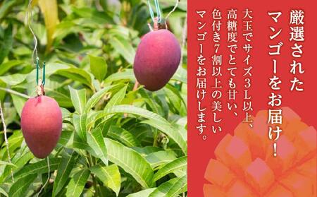 (先行受付)【2026年発送】アップルマンゴー 南城市 約2kg (4～5玉)