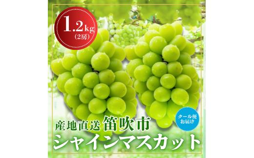 【2026年発送★先行予約】笛吹市からクール便発送 シャインマスカット 1.2kg 2房 ふるさと納税 ぶどう シャインマスカット 笛吹市 国産 人気 期間限定 果物 フルーツ 旬 山梨県  226-001
