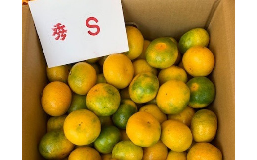 BF6036n_【2025年先行予約】【数量限定】 極早生みかん 5kg 赤秀 Sサイズ