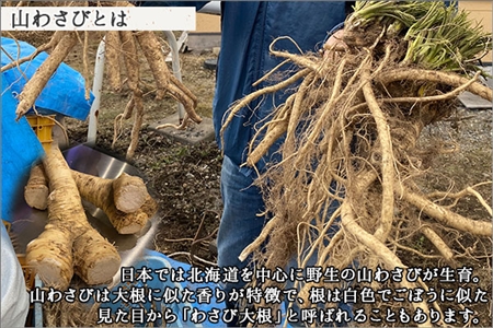 771. 天然 山わさび 500g前後 産地直送 薬味 肉 BBQ バーベキュー 焼き肉 送料無料 北海道 弟子屈町