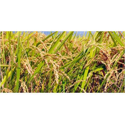 ふるさと納税 池田町 長野県産コシヒカリ5kg(無洗米) |  | 03