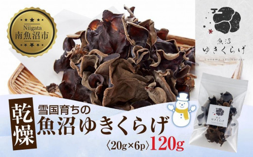 
国産 乾燥 きくらげ 20g×6パック 計120g 小分け 栄養豊富 無農薬 無添加 オーガニック 自家栽培 雪国 魚沼ゆきくらげ キクラゲ 木耳 きのこ キノコ ビタミンＤ 肉厚 健康 食品 食物繊維 佃煮 歯ごたえ 菌床 食感 高品質 送料無料 新潟県 南魚沼市
