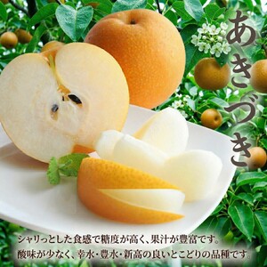梨 あきづき 5kg 2026年産 先行予約 梨