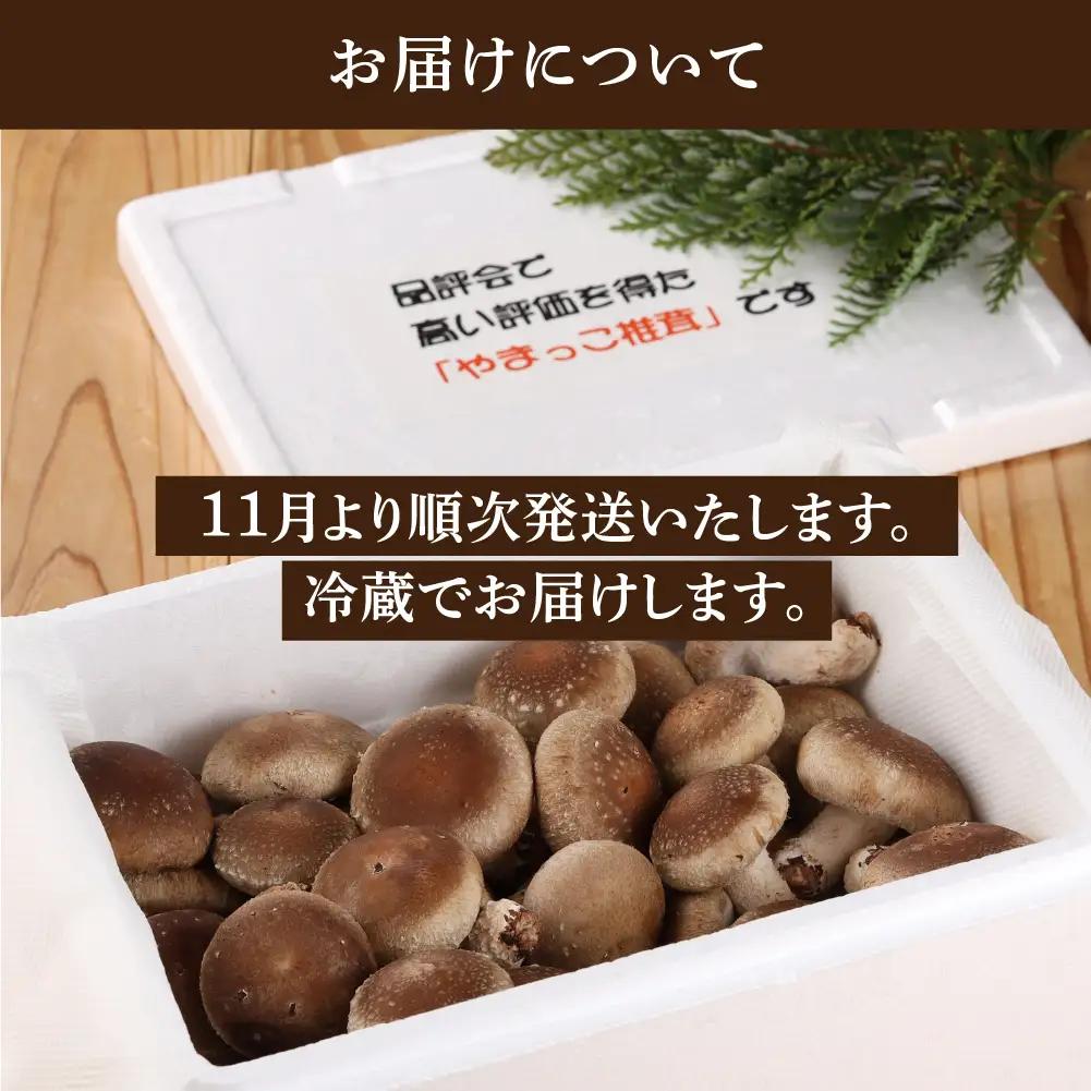 先行予約【期間限定】（2026年11月から順次発送）菌床生椎茸　詰め合わせ 1.2kg 椎茸  生しいたけ 【71-3】