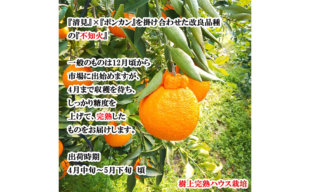 【希望の島】 完熟不知火 特選品 大玉 2kg