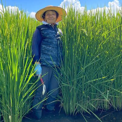 ふるさと納税 北杜市 きわだつ大粒!【令和7年産】こぴっと米【極】白米・4kg　特別栽培米 |  | 02