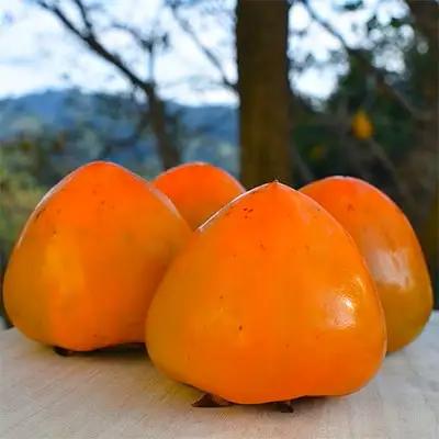 【先行受付】高糖度で滑らかな食感!八幡浜が誇るブランド柿「富士柿」【C28-32】【1089670】 YWTN022
