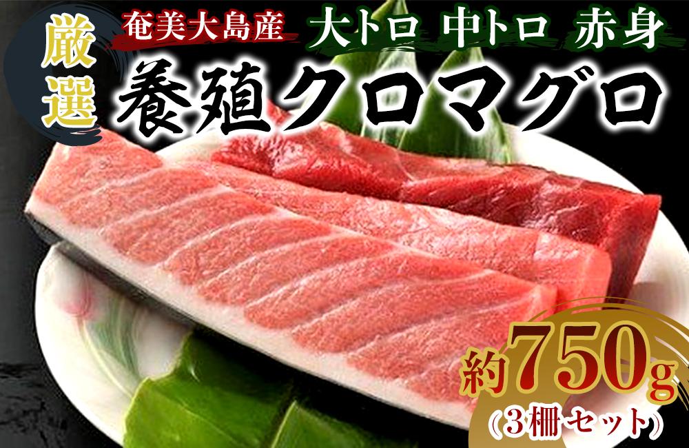 奄美大島産養殖クロマグロ 3柵セット 750g以上 大トロ 中トロ 赤身 冷凍