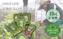 【ふるさと納税】【12回定期便】6000.FARMの有機野菜のサラダセット（FV020）
