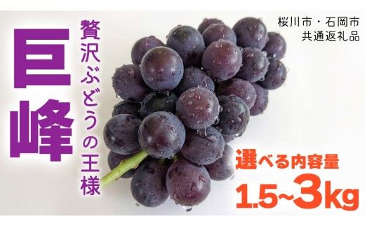 
                  《 2026年 収穫分 》 種あり 巨峰 1.5kg 2kg 3kg (桜川市・石岡市共通返礼品) 先行予約 石田ぶどう園 国産 茨城県 桜川市 ぶどう ブドウ 葡萄 果物 くだもの フルーツ 旬 人気 産直 採れたて 新鮮 産地直送 秋 贈答 ギフト プレゼント [FB002sa00]
                