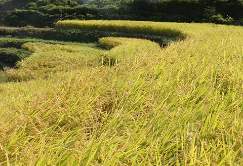 高津川の恵み 特別栽培米ヘルシー元氣米5kg×2袋(10kg)(令和7年産)