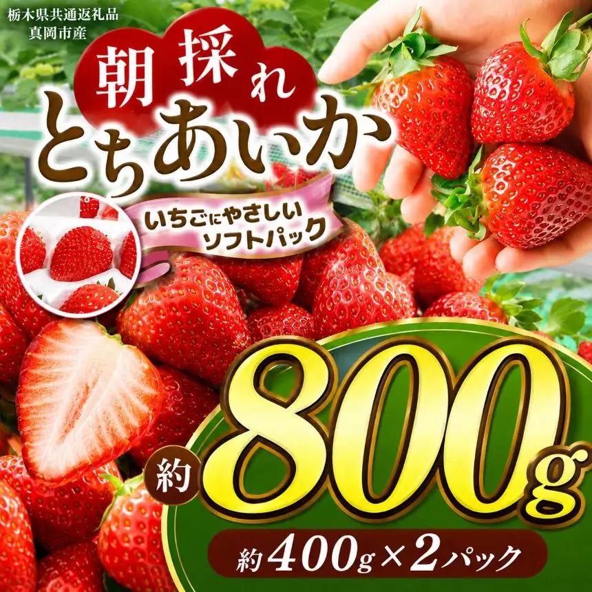 【いちごに優しいソフトパックでお届け】朝採れいちご とちあいか 350g×2P | いちご 【栃木県共通返礼品】とちあいか 朝採れ 大粒 新鮮 甘い 美味しい 果物 デザート 栃木県 那珂川町