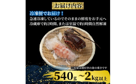 【伊勢海老】 剥き伊勢海老(生食OK)1kg以上