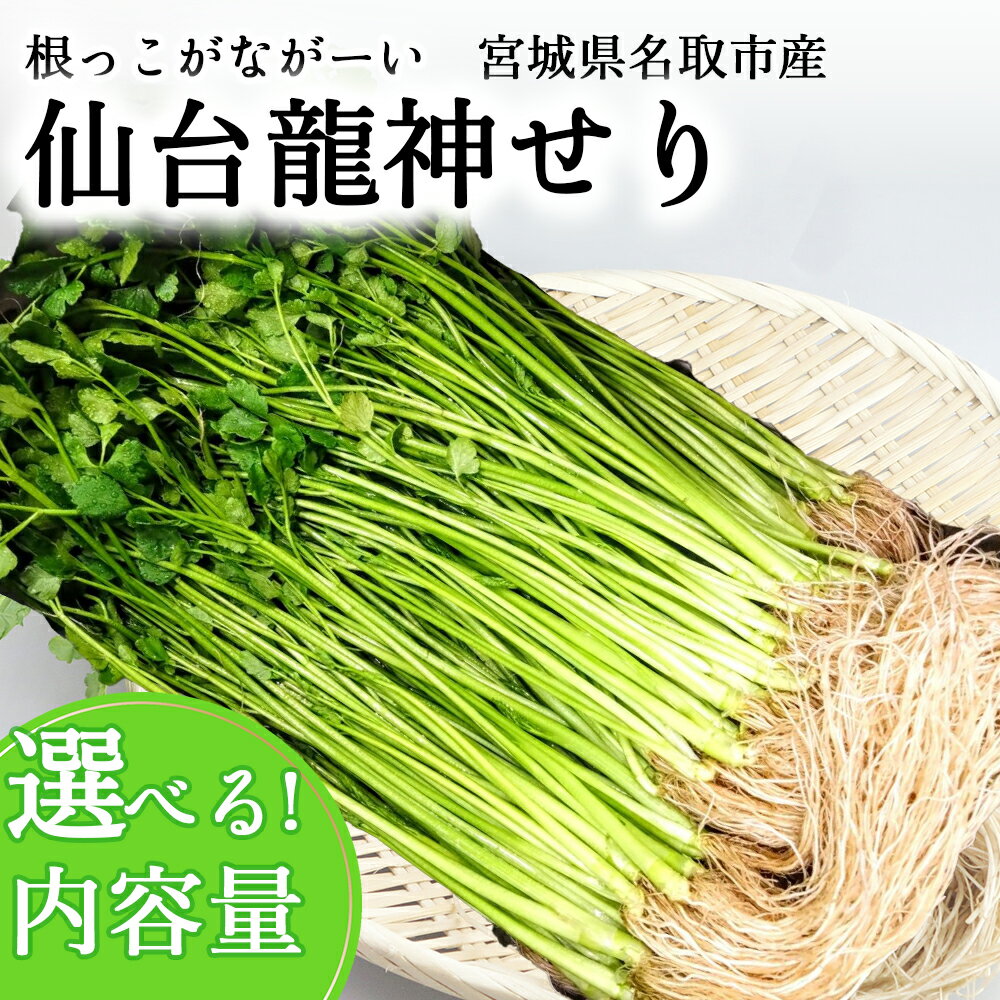 【ふるさと納税】【期間限定】根っこがながーーーい　仙台龍神せり≪単品≫　選べる内容量(300g〜1000g)2～10人前　せり セリ 野菜 鍋 セリ 仙台セリ セリ鍋 名取市産