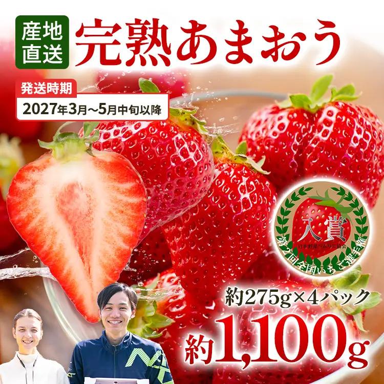 いちご あまおう 約1100g R9年3～5月中旬発送 いちご