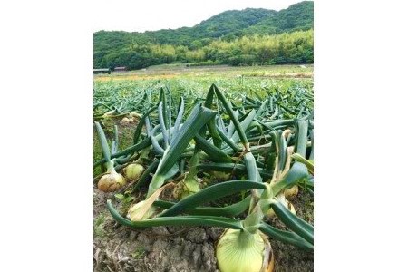 【ふるなびWEEK対象】＼うまい玉ねぎできたでー／ ケンちゃんファームの特別栽培玉ねぎ5㎏ ～ひょうご安心ブランド認証取得～　◆配送7月～翌年1月