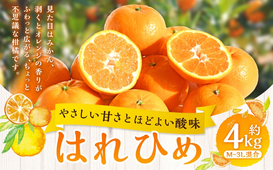 
                  【 やさしい甘さとほどよい酸味 】 はれひめ 約4kg みかん ミカン オレンジ 柑橘 柑橘類 柑橘系 くだもの 果物 フルーツ 果実 果汁 果肉 国産 愛媛県産 【 2027年1月上旬～2月上旬発送予定 】 ( 1059 ) 
                