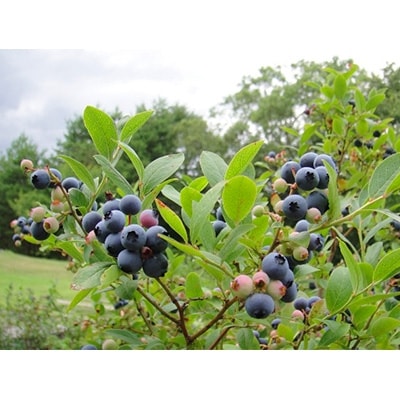 岩手町ブルーベリーワイン「ルルとリリ」2本セット