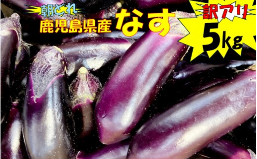 【訳アリ】【朝どれ】 鹿児島県産ナス  5kg  季節限定 農家直送 鹿児島県産 【2026年7月上旬から9月下旬発送予定】 ZS-9107