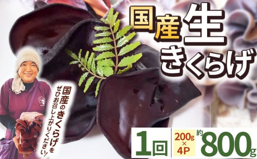 【期間限定】生きくらげ 200g×4P ともちゃん農園 | きくらげ 生きくらげ 食物繊維 鉄分 カルシウム ビタミンD カリウム アミノ酸 低カロリー ダイエット中でも安心 高血圧予防 ふるさと 納税 栃木県 那珂川町 送料無料
