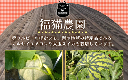 越のルビー 農家直送 フルーツトマト2kg 福井県産ブランドトマト【とまと トマト ミディトマト 野菜 生野菜 美容 健康 新鮮 産地直送 贈答 ギフト 国産】 [A-21801]