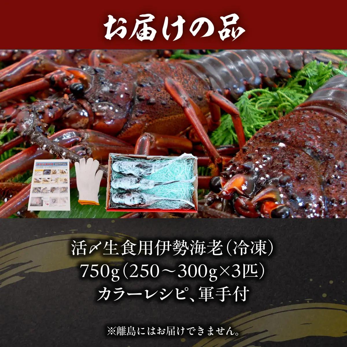 活〆生食用伊勢海老（冷凍）７５０ｇ（２５０～３００ｇ）×３匹 /  ONJB016　伊勢海老　海老　イセエビ　生食用