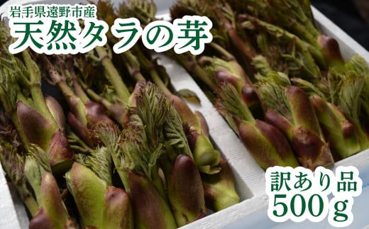 タラの芽 天然 訳あり 品 500g 岩手県 遠野市 産 岩手県 遠野市 産 たらの芽 山菜 田村りんご店 期間限定 数量限定 【 先行予約 2026年4月下旬発送予定】