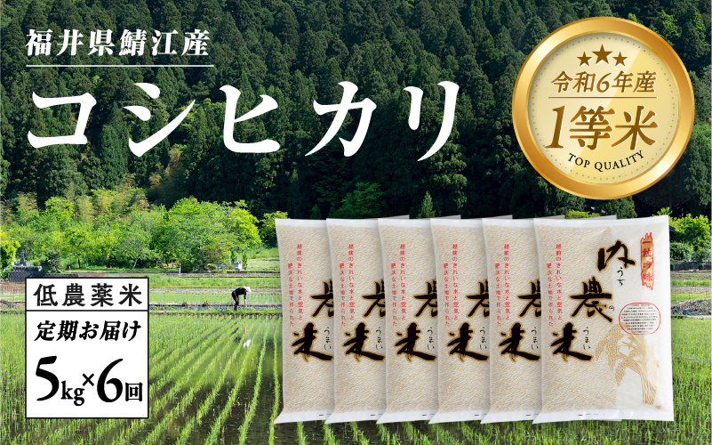 【６ヶ月連続お届け】令和6年産 内農米コシヒカリ定期便 5kg × 6回 計30kg