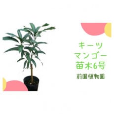 【観葉植物】キーツマンゴー苗木6号ポット/3～4年生苗木