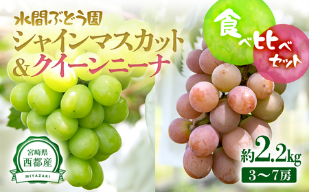 2025年発送【先行予約】シャインマスカット＆クイーンニーナ　約2.2kg　西都産完熟ぶどう味比べ　水間ぶどう園＜2-3＞