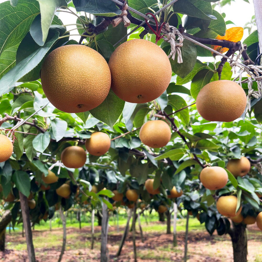 【ふるさと納税】【2025年先行予約】和梨 あきづき 約5kg 新潟県産《9月下旬～配送予定》 果物 フルーツギフト 秋の味覚 産地直送 加茂市 西村農園