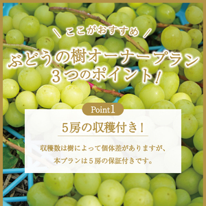 【ぶどうの樹 オーナー制度】シャインマスカット １シーズンオーナープラン(2022年植付け) 5房保証付き