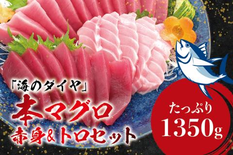 本マグロ（養殖）トロ＆赤身セット 1,350g【1か月以内に発送】／まぐろ 刺身 鮪 本鮪 クロマグロ 赤身 中とろ 大トロ 大容量 まぐろたたき まぐろ丼