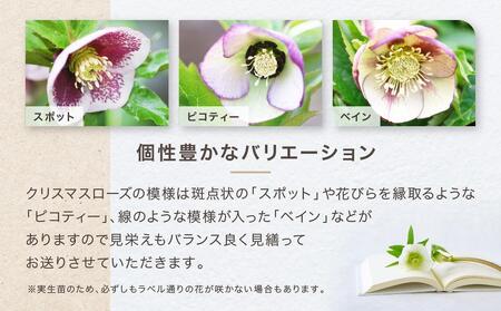クリスマスローズ ３号ポット苗 ５本おみつくろいセット〈花光園〉 ｜ 花 お花 フラワー 人気花 おすすめ花 花セット 横浜市お花 花クリスマスローズ 花５本 おすすめクリスマスローズ ローズ 人気 
