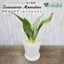 【ふるさと納税】マイナスイオン発生植物『サンスベリア・ムーンシャイン』 糸島市 / cocoha [AWB024] 観葉植物 17000円