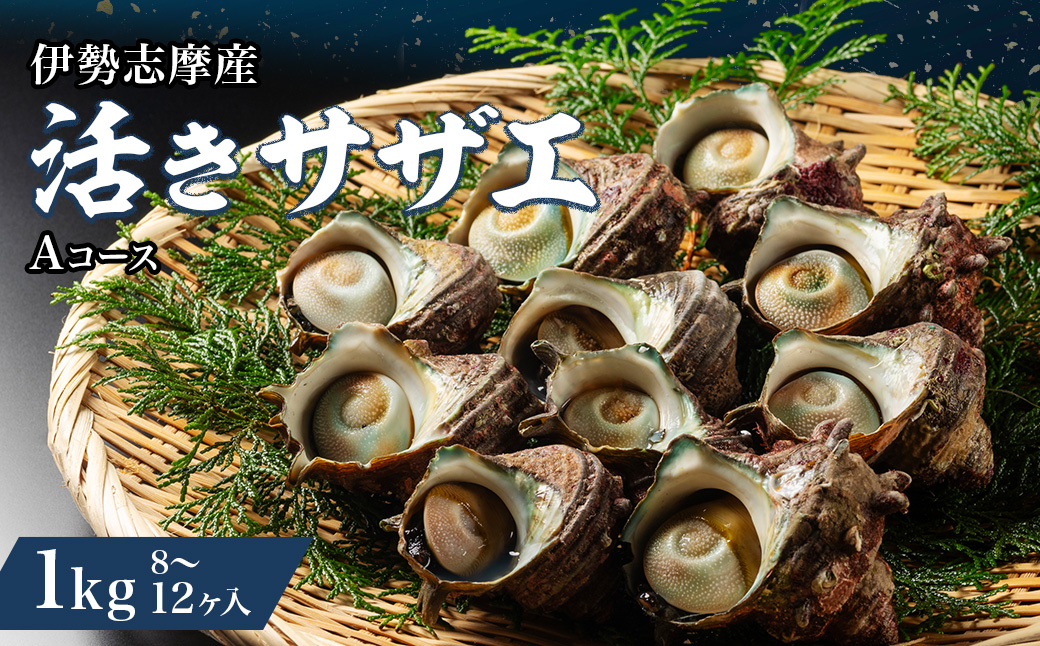 （冷蔵）地物　活きサザエAコース　1kg（8〜12ヶ入り）／貝　壺焼　さざえ　海の幸　新鮮　伊勢志摩