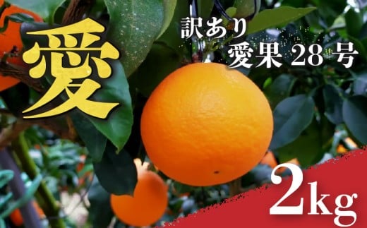 愛果28号 (紅まどんな と同品種) 訳あり ご家庭用 2kg あいか 愛媛 みかん 【2026年1月上旬から発送】 |  柑橘 みかん まどんな ワケアリ 柑橘 みかん 果物  おすすめ 高級 人気 お取り寄せ グルメ ギフト ご当地 送料無料 愛媛県 松山市