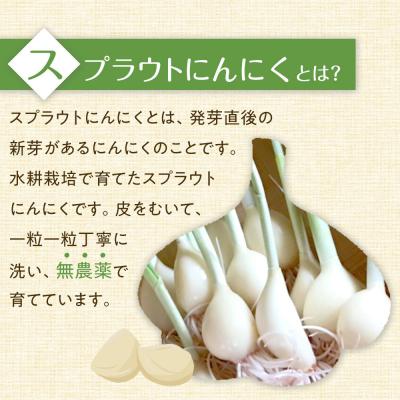 ふるさと納税 角田市 スプラウトにんにく 12片　国産ホワイト六片使用、水耕栽培 |  | 01