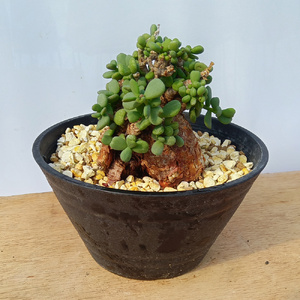 ケラリア・ピグマエア (発根管理済) A014｜観葉植物 コーデックス 盆栽 鉢植え インテリア ハコネコ [0667]