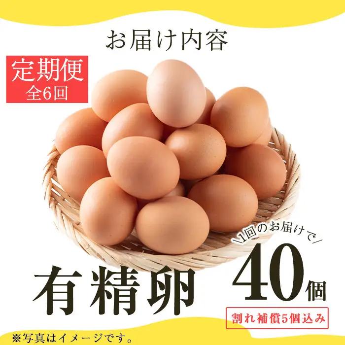 No.781 ＜定期便・全6回(連続)＞鹿児島県産有精卵(40個×6ヶ月連続) 割れ保証付 国産 九州産 鹿児島県産 たまご タマゴ 有精卵 卵 鶏卵 生卵 おかず TKG 卵かけご飯 朝食 定期便 