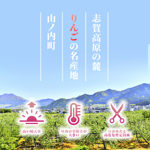 りんご 志賀高原 サンふじ 家庭用 10kg りんご