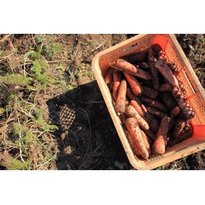 ふるさと納税 佐倉市 千葉の人参農家が作ったにんじんジュース200ml×20本 |  | 02